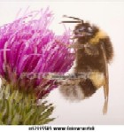 fleur-animal-abeilles u12115509