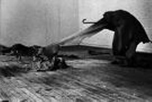 Coyote Beuys, 1974
