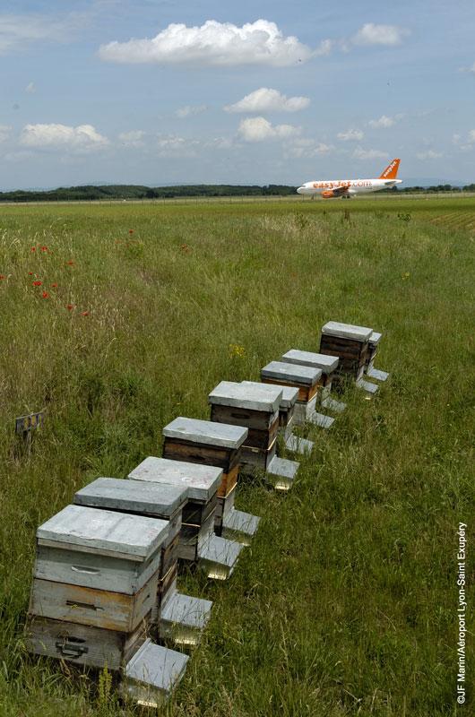 abeilles ruches saint-exupery