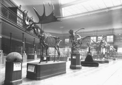 La Grande salle du Muséum d'histoire naturelle de Lyon