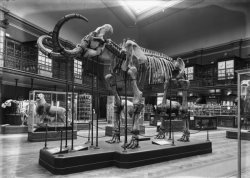 La Grande salle du Muséum d'histoire naturelle de Lyon