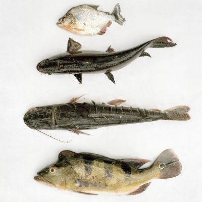 "Ribeirinhos" fish, hunt and collect fruits to feed their family. Every morning Daniel goes fishing in a lagoon close to his house. From top to bottom : Piraña, Fasaco, Sungaro, Tucunare.