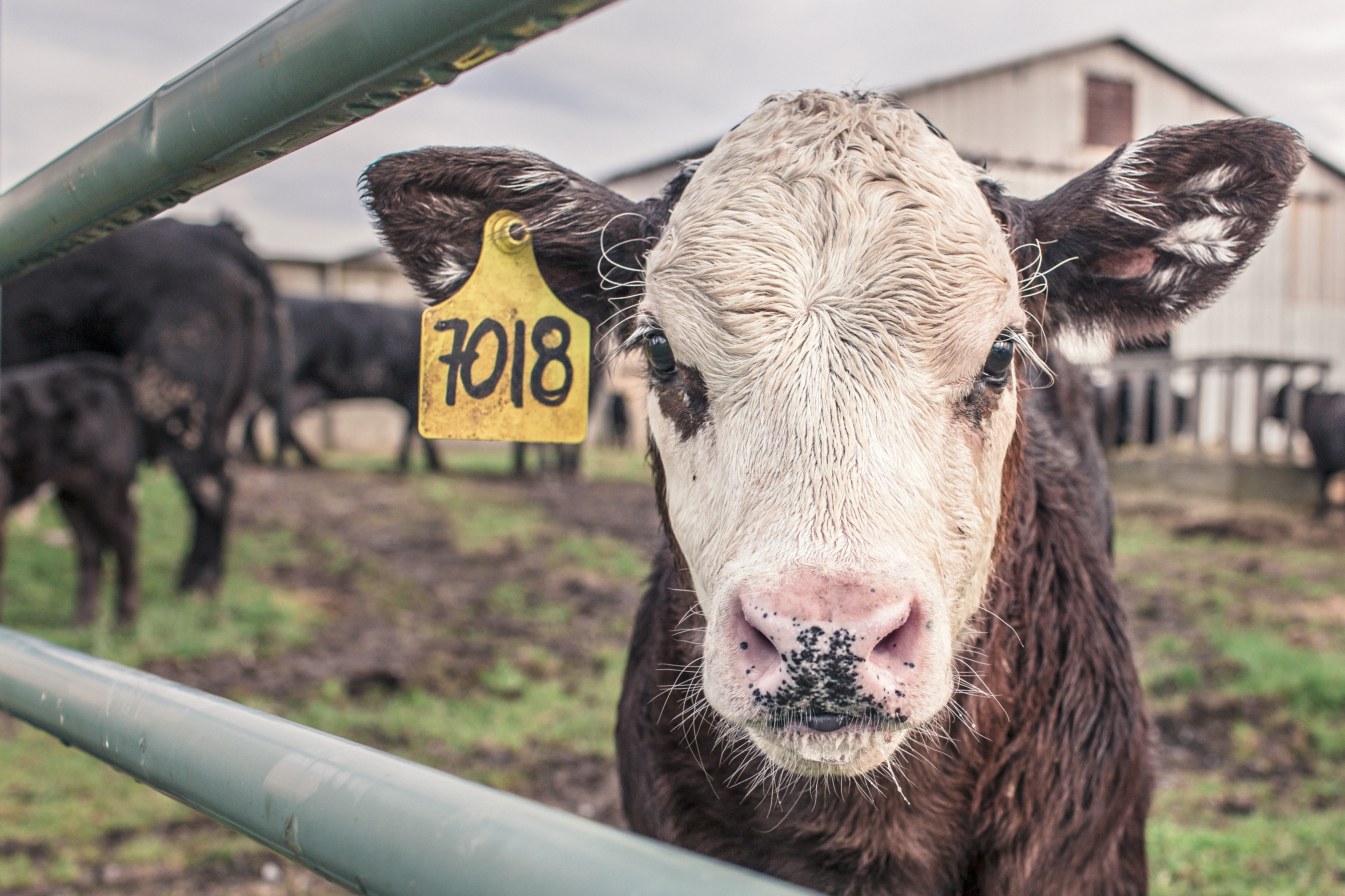 https://static.pexels.com/photos/534/animal-countryside-agriculture-farm.jpg