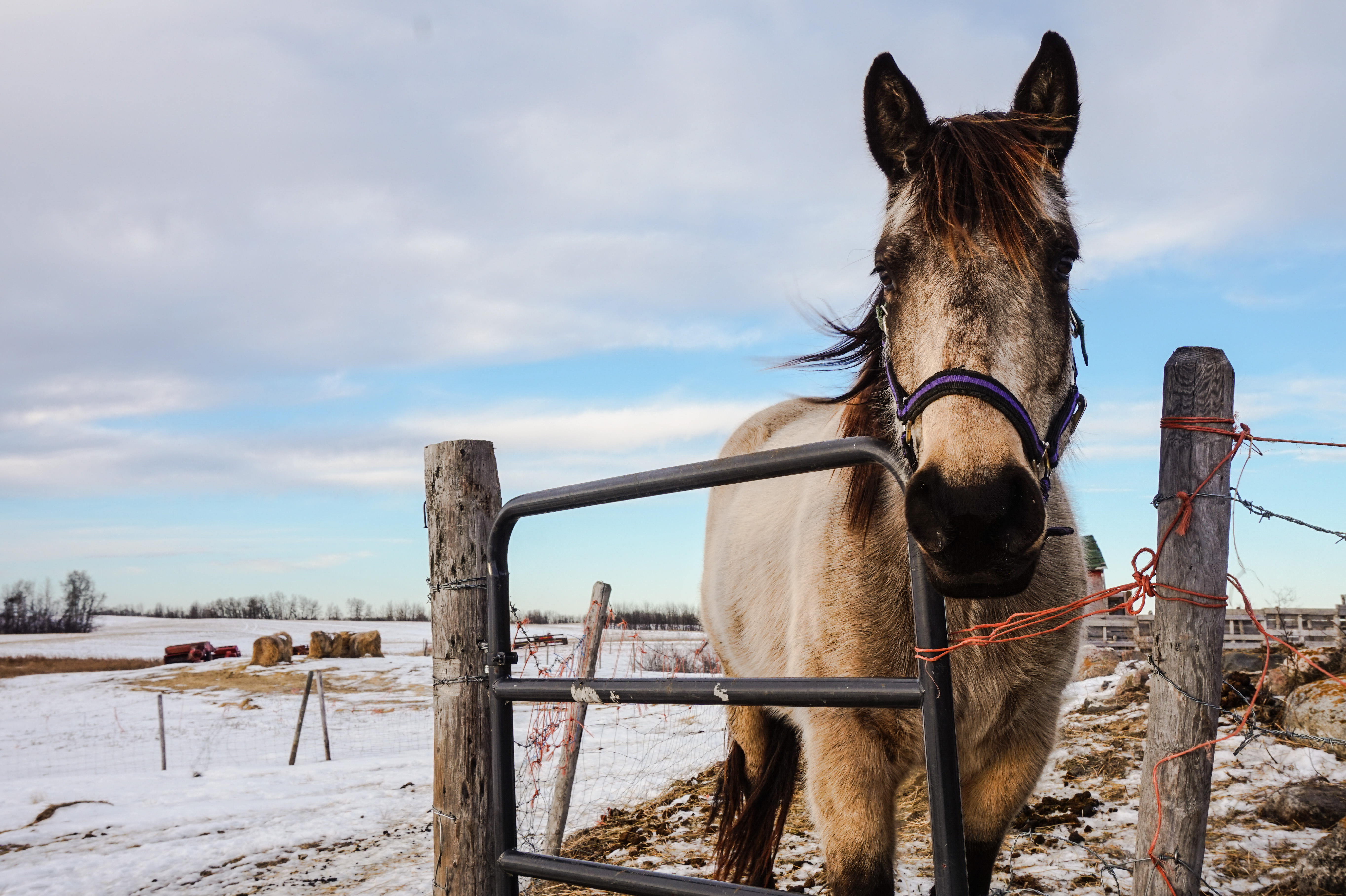 Cheval de trait