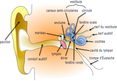 Schéma de l'oreille externe, moyenne et interne