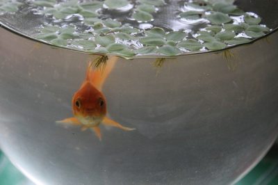 Poisson rouge dans un bocal