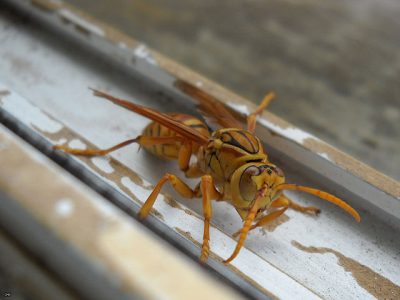 Une mouche jaune de l'Ile Maurice, qui ressemble beaucoup à une guêpe