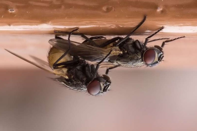 Moi, la mouche, cette L