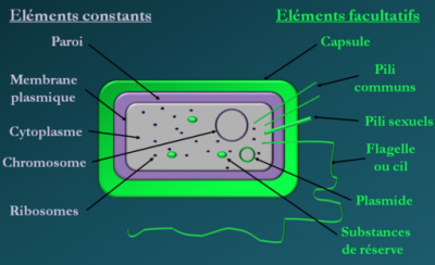 Coupe schématique d'une bactérie