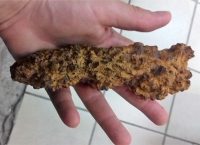 un coprolithe malgache tenu dans une main