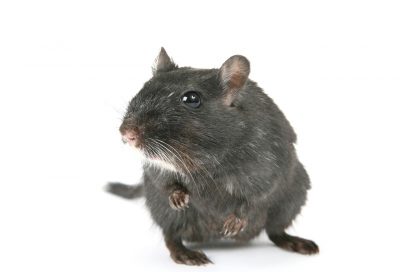 rat