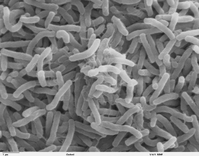 Biofilm Qui Va Constituer Une Plastisphère
