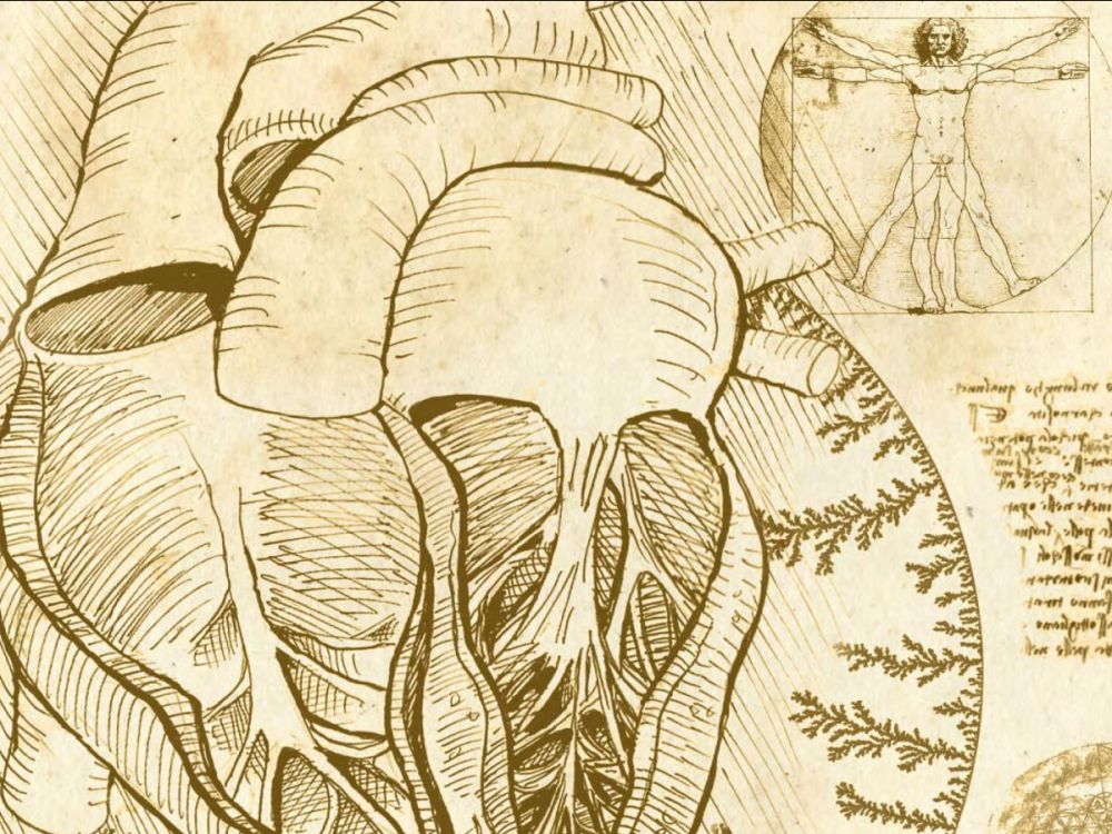 planche anatomique Léonard de Vinci