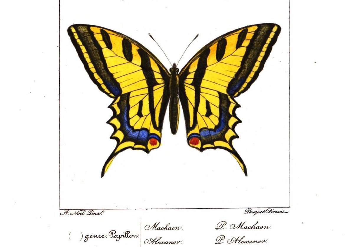 Papillon machaon ailé de jaune