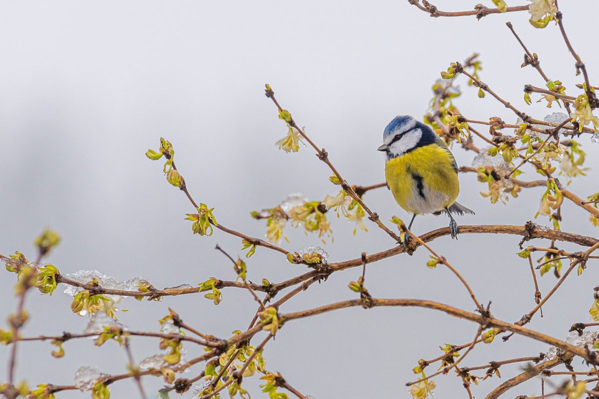 Mésange sur son arbre en fleur