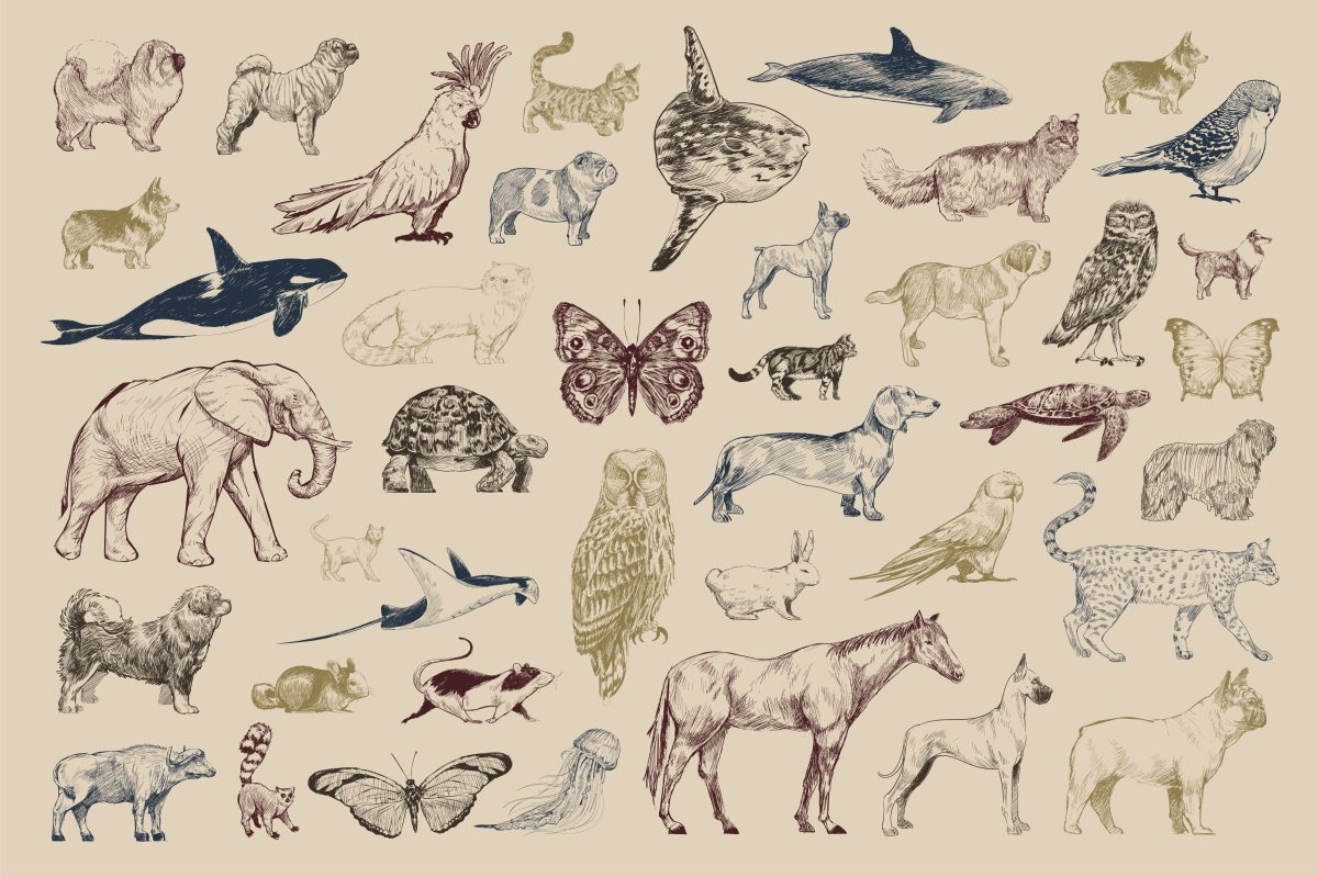 L'image représente de nombreuses espèces animales dessinées. Papillons, cheval, oiseaux, dauphin, poisson...